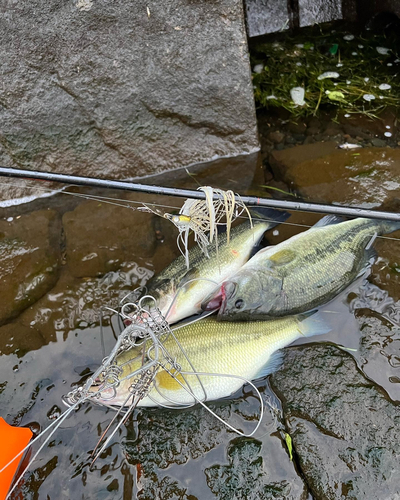 ブラックバスの釣果