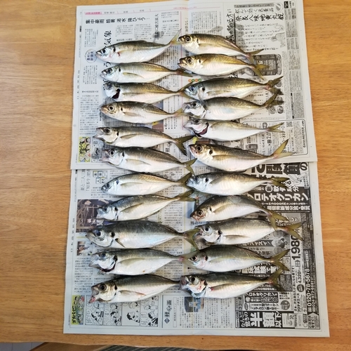 アジの釣果