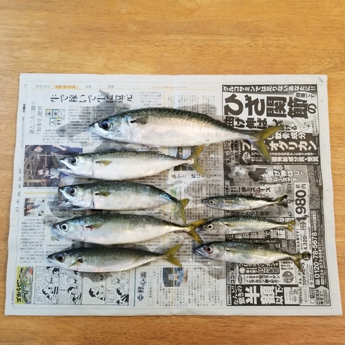 サバの釣果