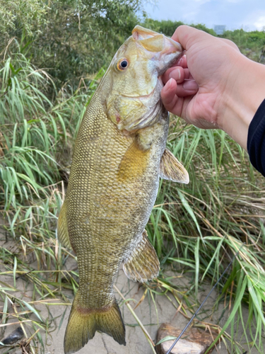 スモールマウスバスの釣果