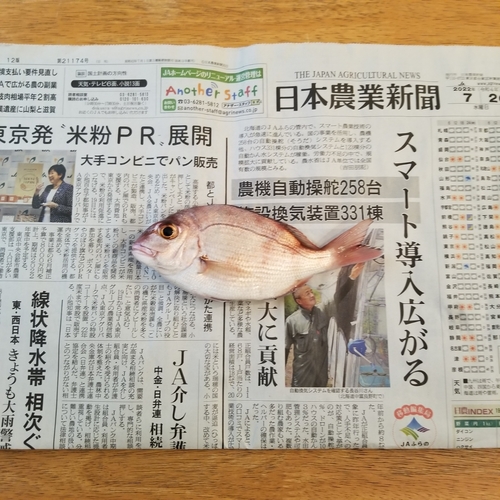 チャリコの釣果