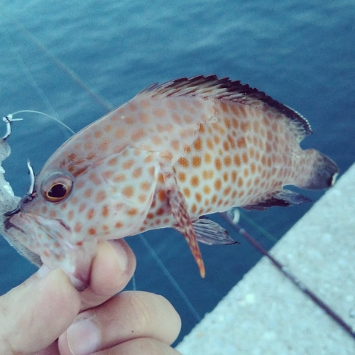 オオモンハタの釣果