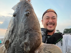 マゴチの釣果