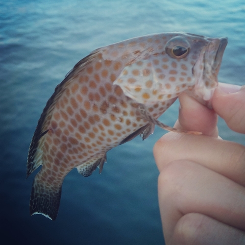 オオモンハタの釣果