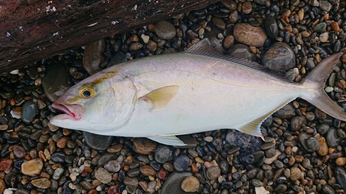 ショゴの釣果