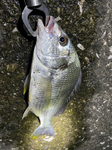 キビレの釣果