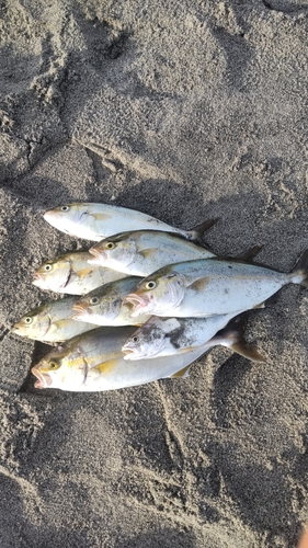 ショゴの釣果