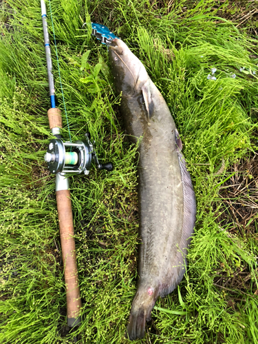 マナマズの釣果