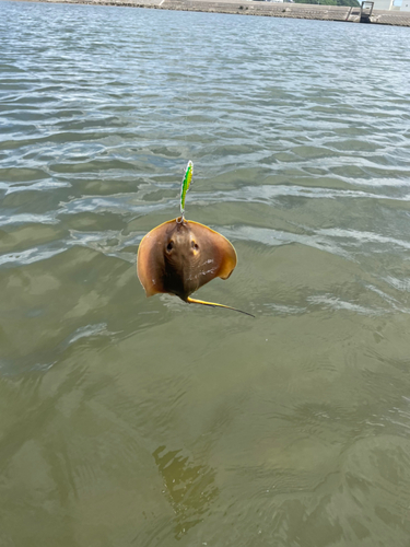 エイの釣果