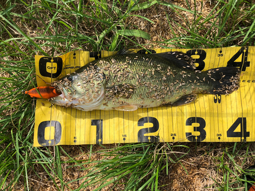 ブラックバスの釣果