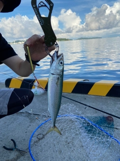 サバの釣果