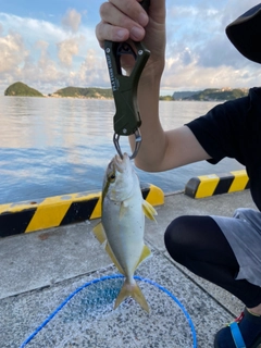 ネリゴの釣果