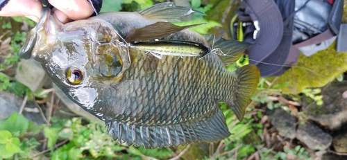 ティラピアの釣果