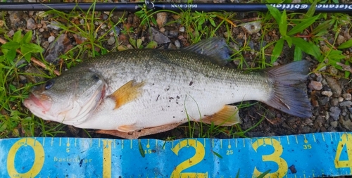 ブラックバスの釣果