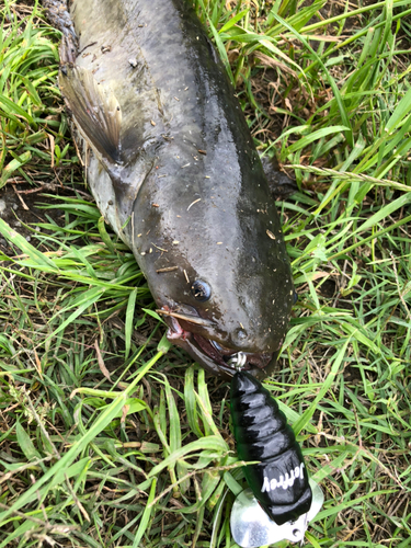 マナマズの釣果