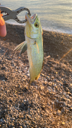 シイラの釣果