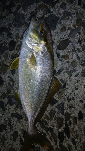 ショゴの釣果