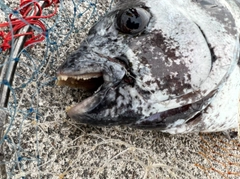 イシダイの釣果