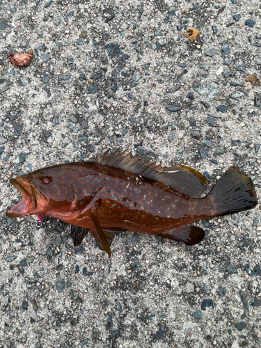 アコウの釣果