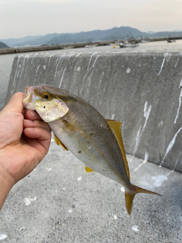 ショゴの釣果