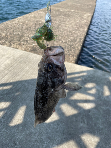 クロソイの釣果