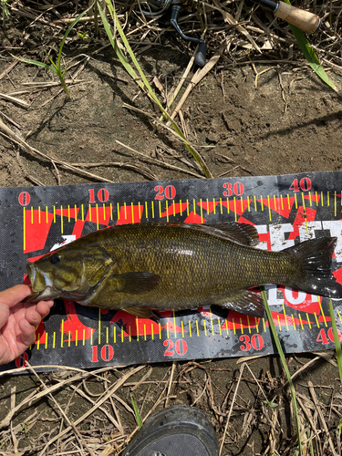 スモールマウスバスの釣果