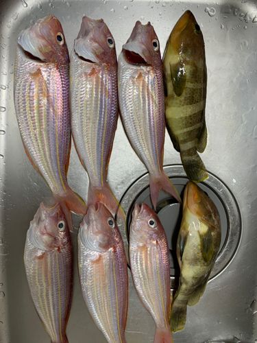 イトヨリダイの釣果