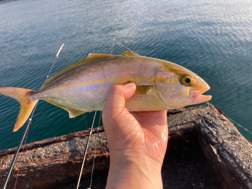 ネリゴの釣果