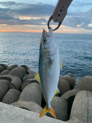 ツバスの釣果