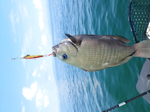 クロの釣果