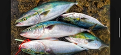 ワラサの釣果