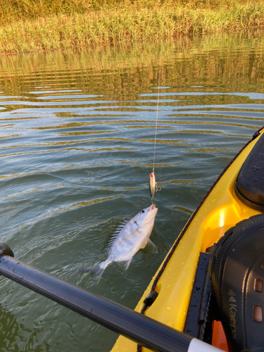 チヌの釣果