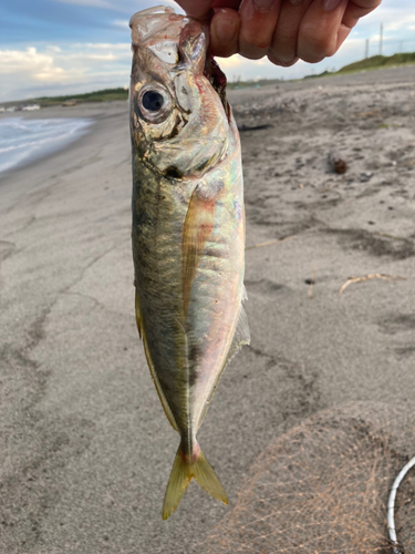 マアジの釣果