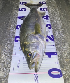 シーバスの釣果