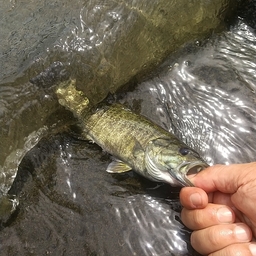 スモールマウスバス