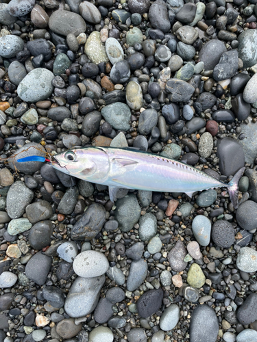 ソウダガツオの釣果