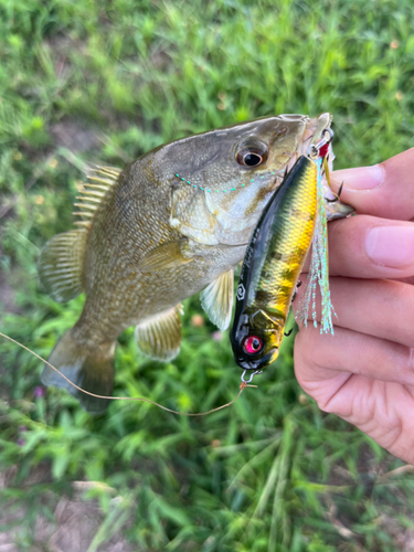 スモールマウスバスの釣果