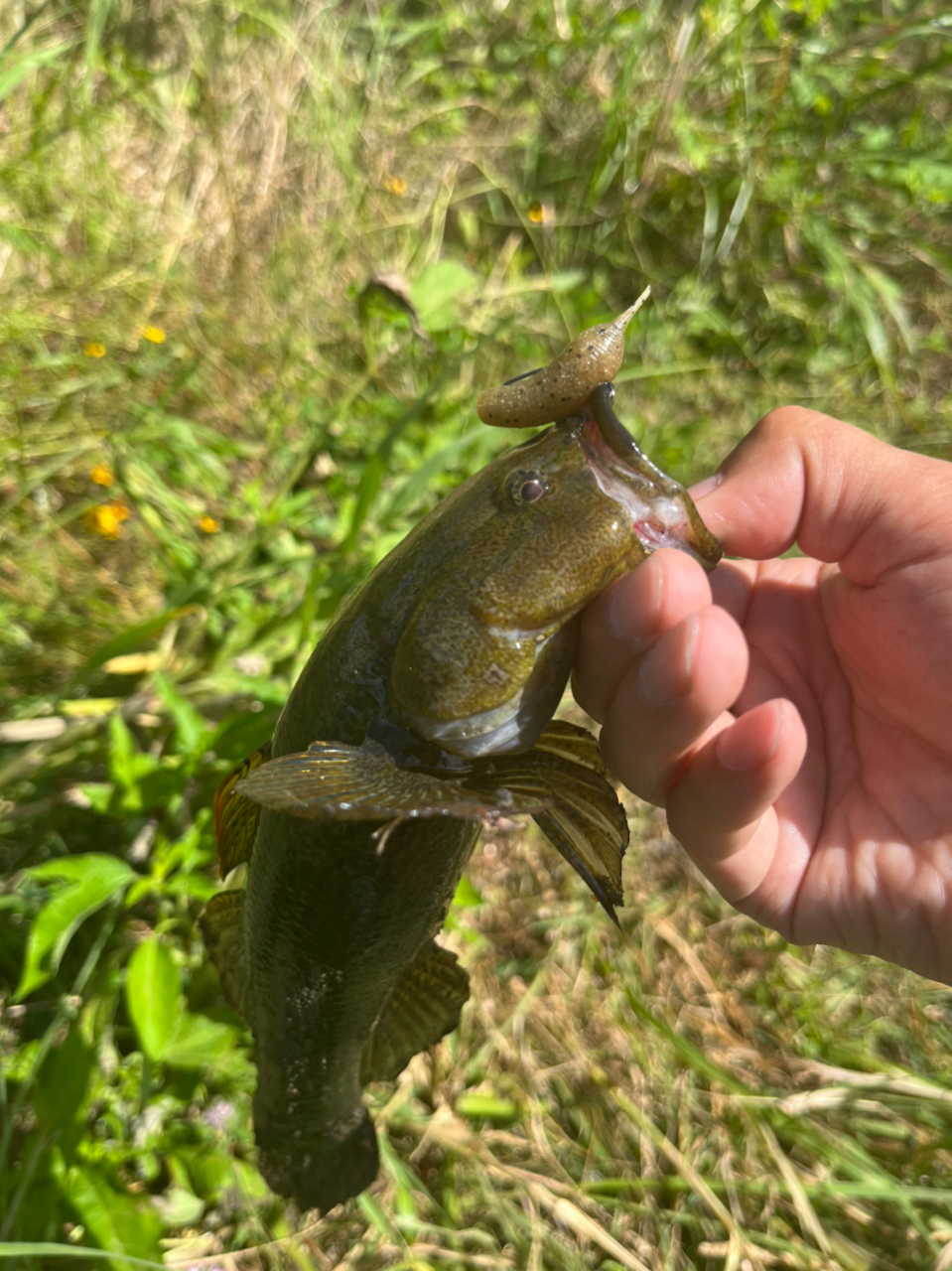 カワアナゴ