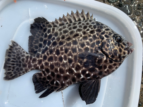 イシガキダイの釣果