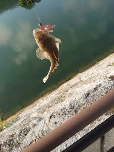 ミナミマゴチの釣果