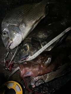 クロダイの釣果