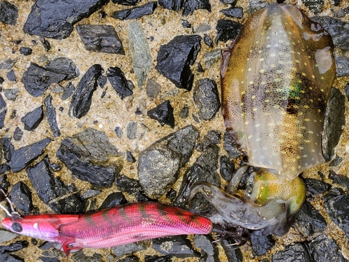 アオリイカの釣果