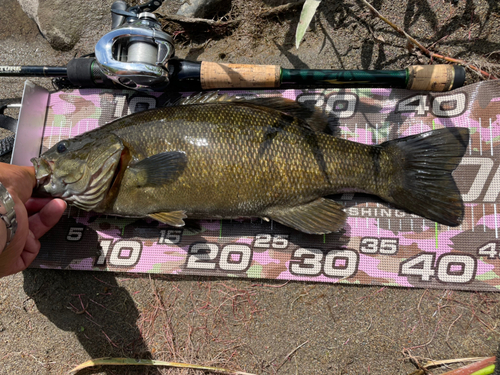 スモールマウスバスの釣果