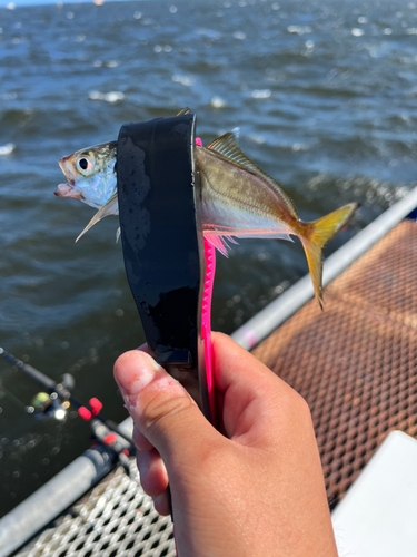 マアジの釣果