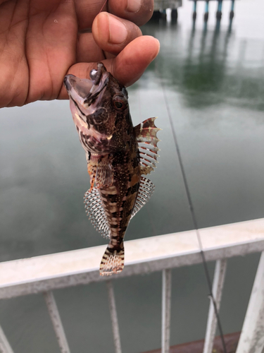 アナハゼの釣果