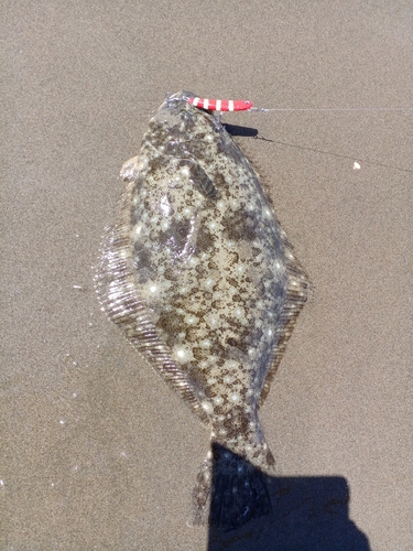 ヒラメの釣果