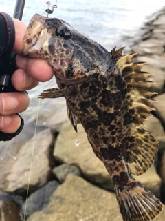 タケノコメバルの釣果