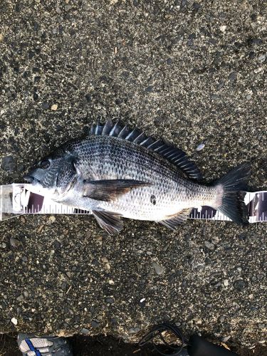 クロダイの釣果