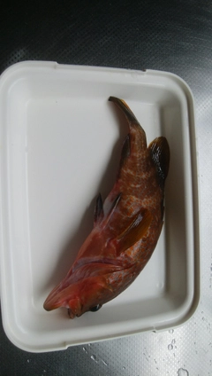 キジハタの釣果