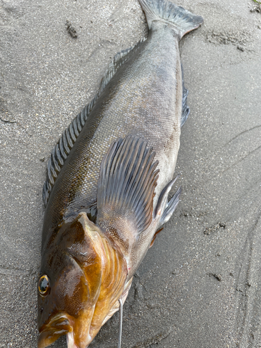 アイナメの釣果